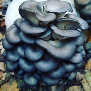 oyster mushrooms nz mushroom growing kit