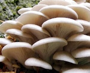 oyster mushrooms nz