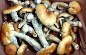 magic mushroom nz