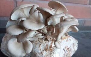oyster mushrooms nz