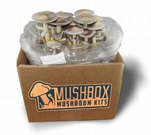 magic mushroom chocolates
mushroom growing kit nz