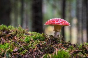 PSILOCYBIN MUSHROOM