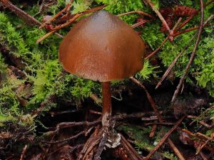 Psilocybe aucklandii