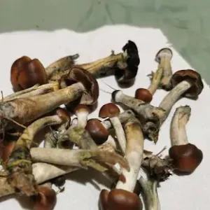 Psilocybe makarorae