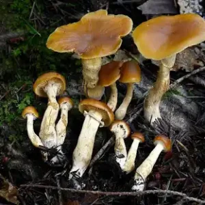 Psilocybe subaeruginosa