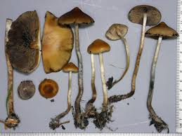 Psilocybe subaeruginosa