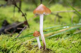 psilocybe subaeruginosa