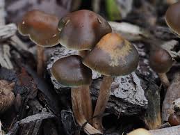 Psilocybe tasmaniana