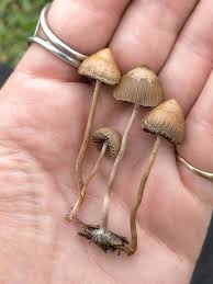 Psilocybe tasmaniana