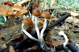 psychoactive fungi