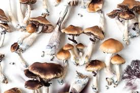 psychoactive fungi