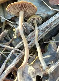 psilocybe tasmaniana