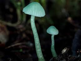 psychoactive fungi