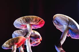 psilocybin mushroom