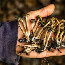 psilocybin mushroom