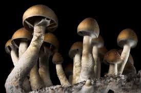 psilocybin mushroom