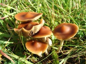 Psilocybe subaeruginosa