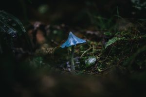 blue mushrooms