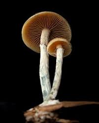 Psilocybe Subaeruginosa 