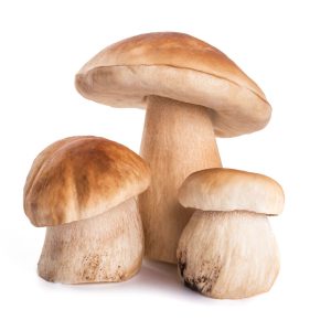 porcini mushrooms